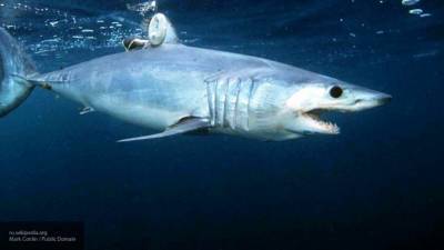 Мария Базарева - Аквалангист погиб от нападения акулы у берегов Австралии - nation-news.ru - Australia - штат Квинсленд