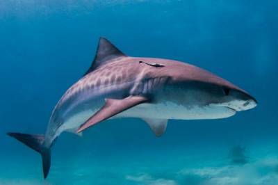 В Австралии мужчина погиб при нападении акулы - aif.ru - Австралия - Франция - шт. Калифорния