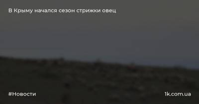Андрей Рюмшин - В Крыму начался сезон стрижки овец - 1k.com.ua - Россия - Крым
