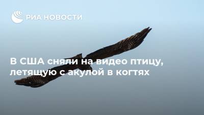В США сняли на видео птицу, летящую с акулой в когтях - ria.ru - Москва - США - шт. Южная Каролина