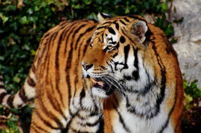 В Швейцарии сотрудница зоопарка скончалась после нападения тигрицы - vkcyprus.com - Швейцария - Нападение