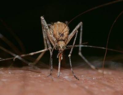 Вадим Марьинский - Эксперт рассказал, могут ли комары переносить коронавирус - argumenti.ru