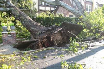Буря повалила дерево на компанию во время детского праздника - lenta.ru - Красноярский край - USA - шт. Мэриленд - район Дзержинский