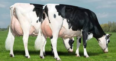 Молочно-товарный комплекс на 1,5 тыс. голов скота откроют в Пинском районе - produkt.by - район Пинский