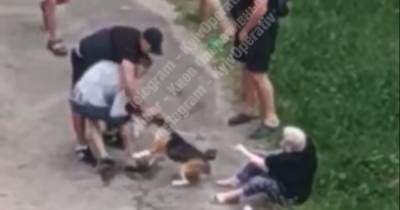 В Киеве на женщину с небольшим псом натравили стаффордширского терьера - tsn.ua - Киев