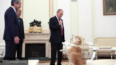Владимир Колокольцев - Владимир Путин - Игорь Краснов - Путин поручил доработать наказание за жестокое обращение с животными - politros.com - Россия