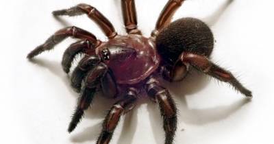 В Австралии нашли пауков, которые строят «входные двери» в норы - popmech.ru - Австралия