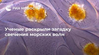 Ученые раскрыли загадку свечения морских волн - ria.ru - Москва - Англия - Германия - Франция