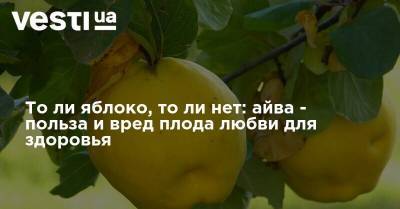 То ли яблоко, то ли нет: айва - польза и вред плода любви для здоровья - vesti.ua - Китай - Япония - Корея