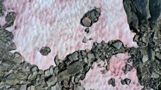 Снег в Итальянских Альпах стал розовым из-за гренландской водоросли - bbc.com - Швейцария - Гренландия