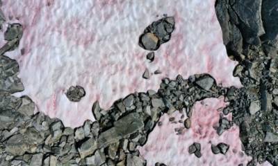 Ледник в багровых тонах. Водоросли изменили цвет итальянских Альп - focus.ua - Швейцария - Италия - Гренландия