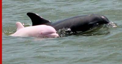 В Черном море заметили редкого дельфина-альбиноса - profile.ru - Россия - Севастополь - Черное Море