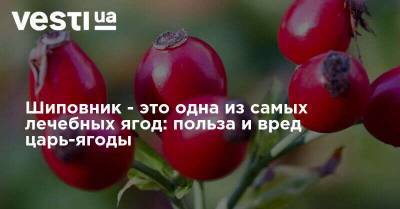 Шиповник - это один из самых лечебных плодов: польза и вред царь-ягоды - vesti.ua