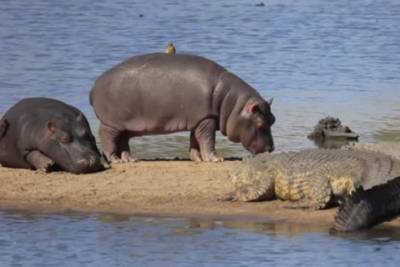 Любопытные бегемотики: в ЮАР животные гуляли рядом с огромными крокодилами - mignews.com.ua - Австралия - Юар - county Park