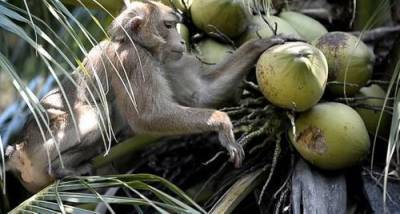 Британский супермаркет отказался от кокосов, которые собирают макаки-рабы - argumenti.ru - Англия - Таиланд