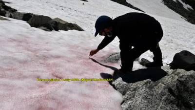 В Альпах обнаружен розовый снег - piter.tv - Италия