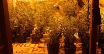 Под Тукумсом обнаружена ферма марихуаны и 10 кг сырой "травки" - rus.delfi.lv - Латвия