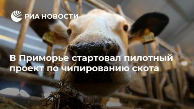 В Приморье стартовал пилотный проект по чипированию скота - ria.ru - Россия - Приморье край - Владивосток - Уссурийск - район Михайловский
