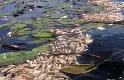 Массовое вымирание рыбы произошло в озере в Брянской области - vm.ru - Брянская обл.