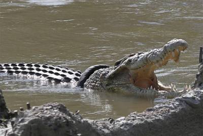 Крокодил съел семь человек за семь лет и попался - lenta.ru - Индия - штат Гуджарат