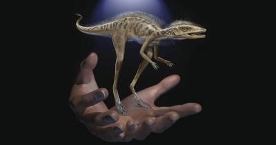 На Мадагаскаре нашли динозавра размером с кофейную чашку - popmech.ru - США - Мадагаскар