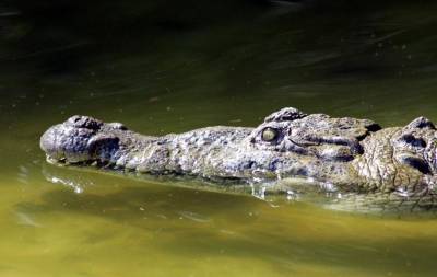 Семь человек за семь лет: В Индии после 36-часовой схватки поймали крокодила-убийцу - actualnews.org - Индия - штат Гуджарат