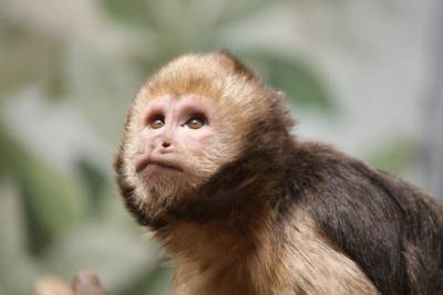Таиланд отверг обвинения в массовом использовании обезьян для сбора кокоса - aif.ru - Таиланд - Bangkok