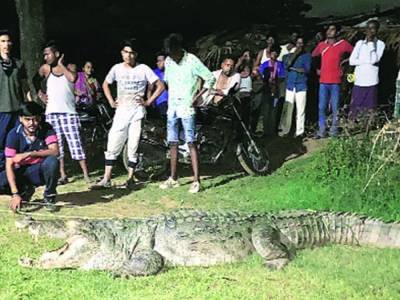 «Съел семь человек»: в индийском штате поймали крокодила-людоеда - golos.ua - Индия - штат Гуджарат