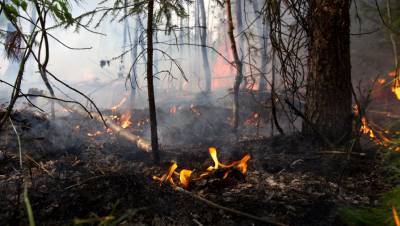 Бекир Пакдемирли - На севере Турции сгорели 450 га леса - gazeta.ru - Россия - Турция