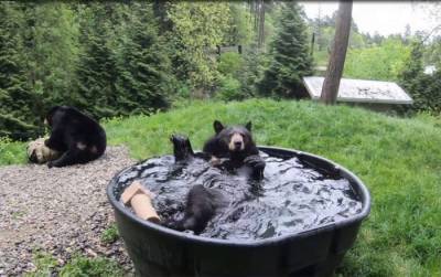 "Он точно знает, в чем смысл жизни": черный медведь в огромной ванне вызвал зависть юзеров - ru.armeniasputnik.am - Армения