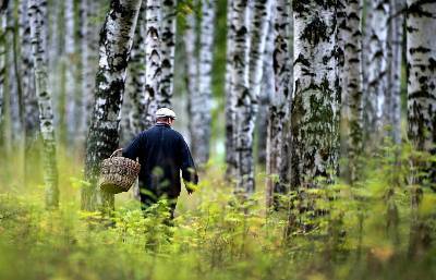 В Смоленской области объявили поиски пропавшего грибника - rabochy-put.ru - Смоленская обл. - район Рославльский