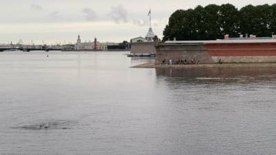 Петербуржцы устроили заплыв у Троицкого моста - piter.tv - Санкт-Петербург