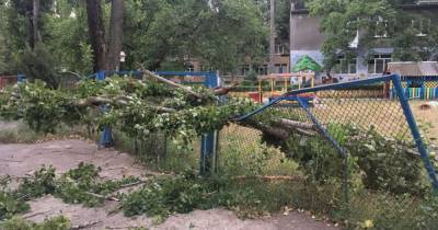 Непогода в Одессе: дерево травмировало мужчину - tsn.ua - Украина - Одесса - Одесская обл. - Измаил