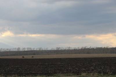 Одна из крупнейших мясных компаний Башкирии получит 29 гектаров земли без проведения торгов - ufacitynews.ru - Башкирия - район Белебеевский