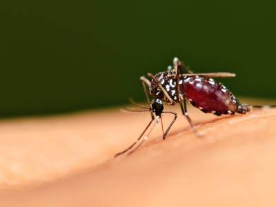 Во Львове обнаружили больного малярией. Он недавно вернулся из Африки - gordonua.com - Львов - Уганда