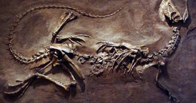 Ученые восстановили настоящий облик динозавра из «Юрского периода» - popmech.ru