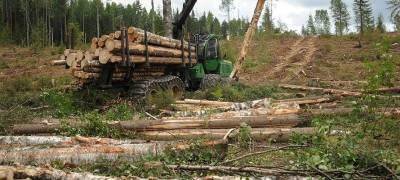 В Карелии оштрафовали лесозаготовителя-должника - stolicaonego.ru - Карелия - Костомукша