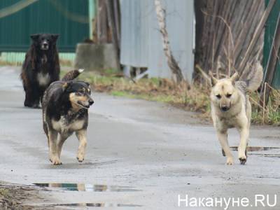 В Нижнем Тагиле злой пес растерзал 7-летнюю девочку - nakanune.ru