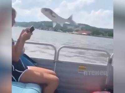 «Лосось в чате!»: Громадная рыба прыгнула в лодку к отдыхающим - golos.ua - Украина