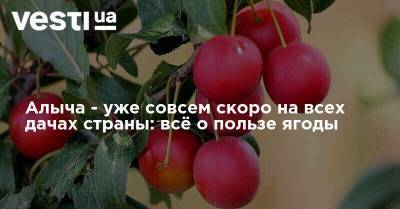 Алыча - уже совсем скоро на всех дачах страны: всё о пользе ягоды - vesti.ua