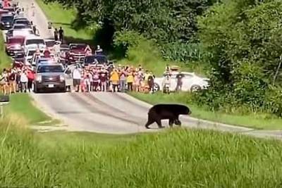 Медведь преодолел больше 640 километров в поисках самки - Cursorinfo: главные новости Израиля - cursorinfo.co.il - Израиль - USA - шт. Иллинойс - штат Висконсин - штат Миссисипи - штат Миссури - штат Айова