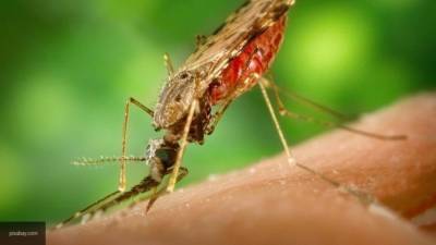 Врач-дерматолог рассказала, какое место человеку нужно беречь от комариных укусов - newinform.com