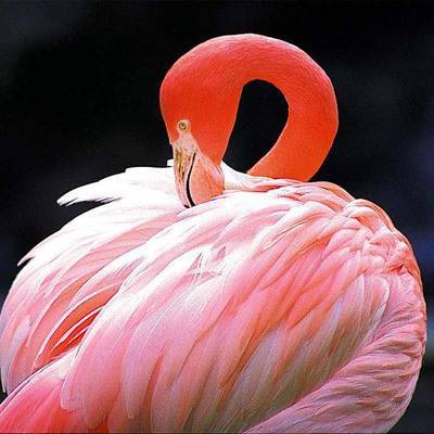 Светлана Акулова - В Московском зоопарке родились птенцы розовых и красных фламинго - radiomayak.ru