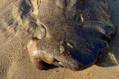 Австралийка нашла на пляже загадочное существо - mignews.com.ua - Австралия