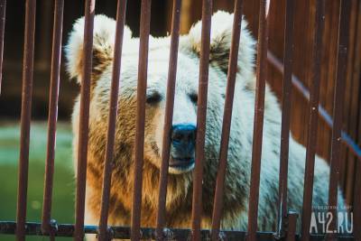 В Кузбассе медведь напал на пасеку - gazeta.a42.ru - район Таштагольский
