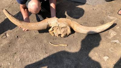 В Башкирии дети нашли огромный череп первобытного животного - bash.news - Башкирия - район Кигинский