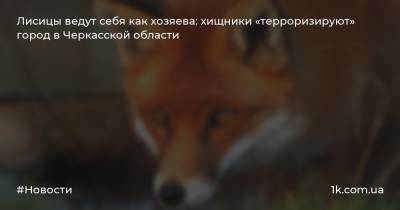 Лисицы ведут себя как хозяева: хищники «терроризируют» город в Черкасской области - 1k.com.ua - Черкасская обл.