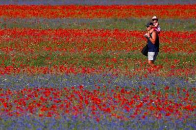 Ежегодное цветение полевых цветов у подножия Апеннинских гор: завораживающие фото - enovosty.com - Италия