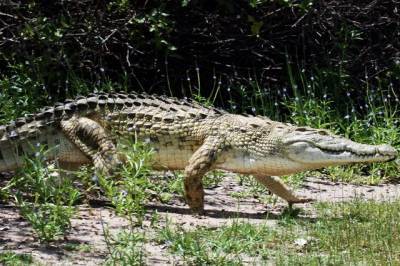 Крокодил растерзал индийца, совершавшего оздоровительный ритуал - aif.ru - Индия - India - штат Уттар-Прадеш