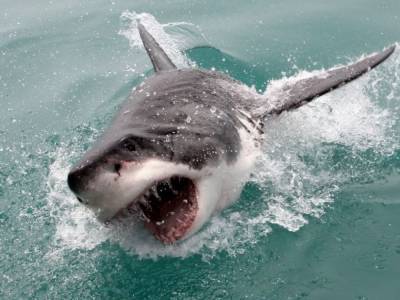 Из-за увеличения количества акул в США начали закрывать пляжи - golos.ua - США - Украина - шт.Флорида - штат Мэн - Нассау
